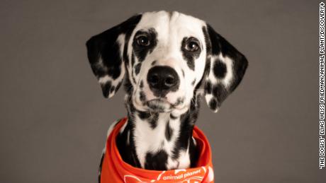Pongo, a deaf Dalmatian, would get five minutes of fame in the Puppy Bowl. 