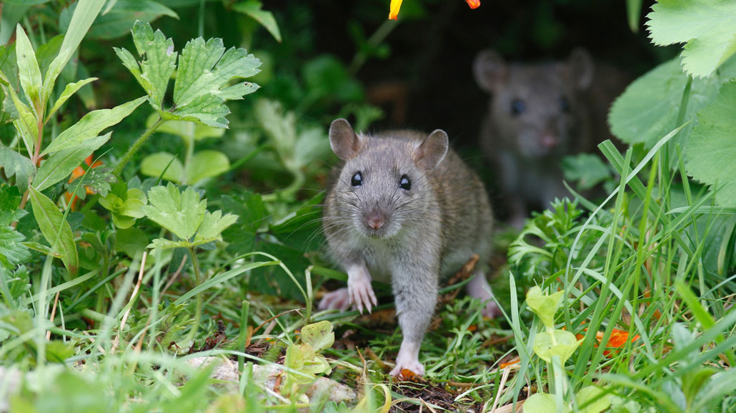 Picture of two Norwegian brown mice in the grass