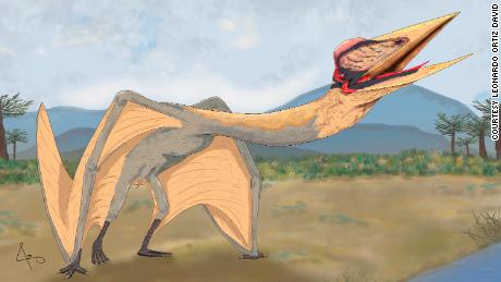 flying & # 39;  Dragon of Death & # 39;  It is the largest pterodactyl that was discovered in South America
