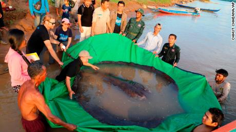 Researchers and officials are preparing to return it to the Mekong River.