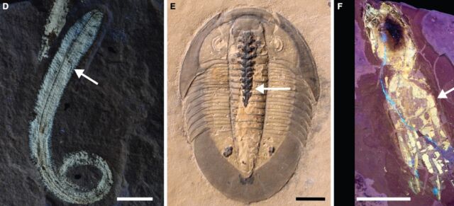 More examples of phosphatidylar soft tissues in fossils: (d) the phosphatidylcholinester polychord;  (e) Trilobites with phospholipids in the intestinal tract;  and (f) octopus vampyropod under UV light to show phospholipid tissue.