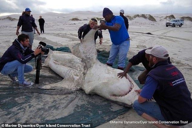 This news comes shortly after a great white shark was washed ashore, after it was brutally attacked by a pair of orcas.