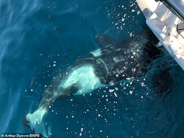 Last year, a British sailor surrounded a group of killer whales that attempted to capsize his boat