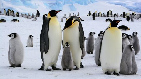 Emperor penguins live across the Antarctic Peninsula in many colonies.