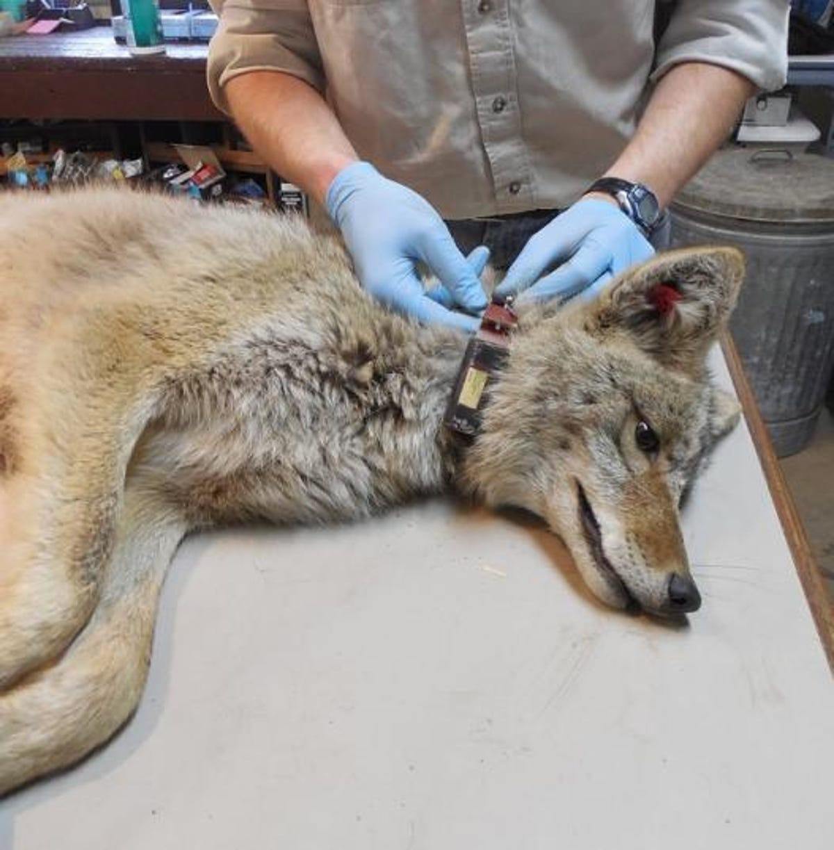 A gloved researcher places a collar on a wolf lying on its side.
